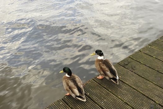 Two ducks resting on wooden habour on Amstel river