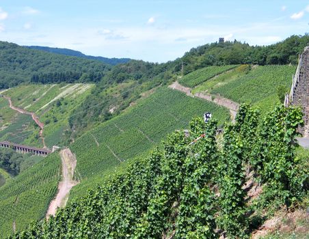 Vineyards grapes fields on the hills in the area of Mosel Germany