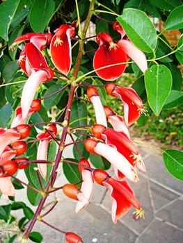 Beautiful and exotic flowers