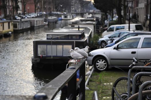 seagulls resting beside canal of Amsterdam