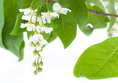 Spring Bird Cherry Tree flowers isolated over white