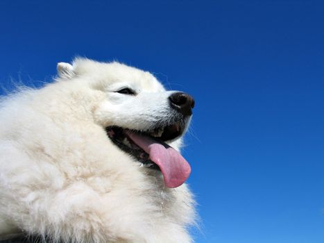 Samoyed dog with clear blue sky in the background