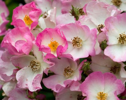 Pink and white cluster flowering rose, variety "Ballerina"
