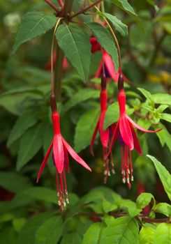 Summer-flowering wild Fuchsia flowers in closeup with selective focus (depth of field) and blurred background