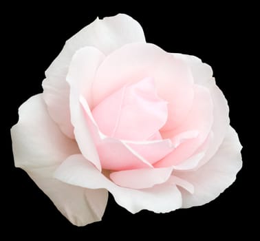 Delicate pale pink rose, isolated on black with clipping path