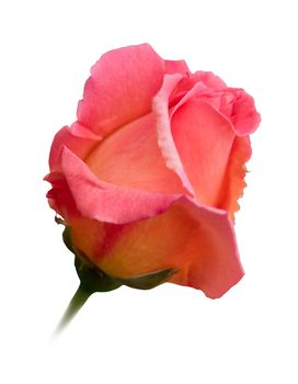 Romantic single pink rosebud, isolated on white with clipping path