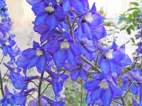 Close up of the blue delphinium blossoms.