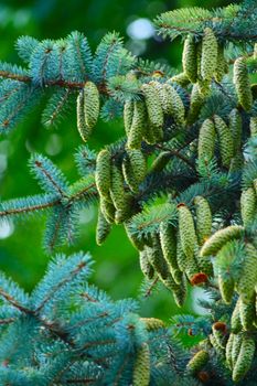 Close up of the Christmas tree branches and cons