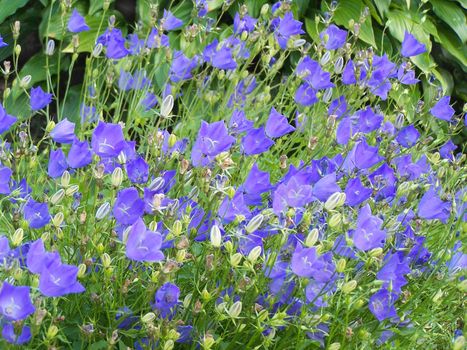 Close up of the campanula summer blossoms.