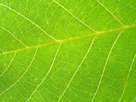 Close up of the walnut leaf texture