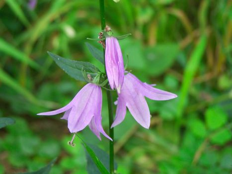 Close up of the campanula summer blossoms.