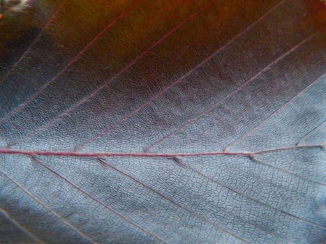 Close up of the dark maroon leaf texture
