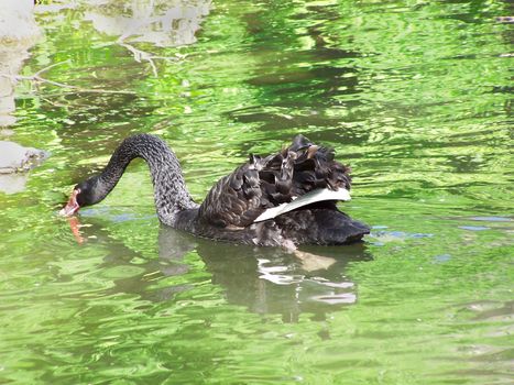 Beautiful black swan. Swimming and feeding.