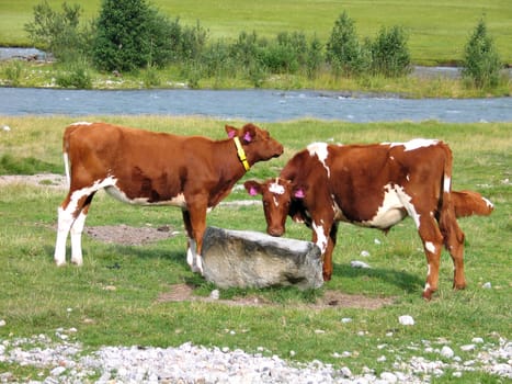 Cows grazing in a green lush field next to a trough Norway