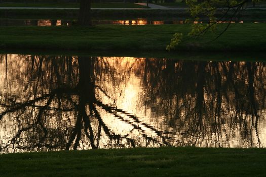 The silhouette of a tree reflecting in a pond.