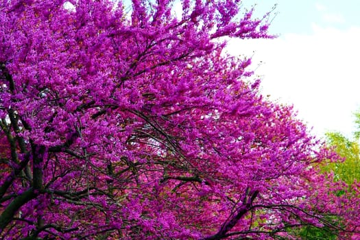 A spring time image of a flowering tree with purple blossoms.