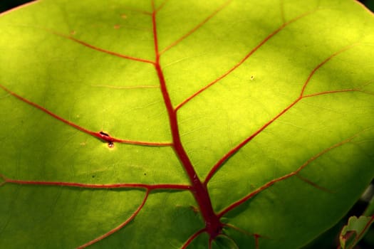 A close up of a tropical leaf with red veins and sunlight shinny through.