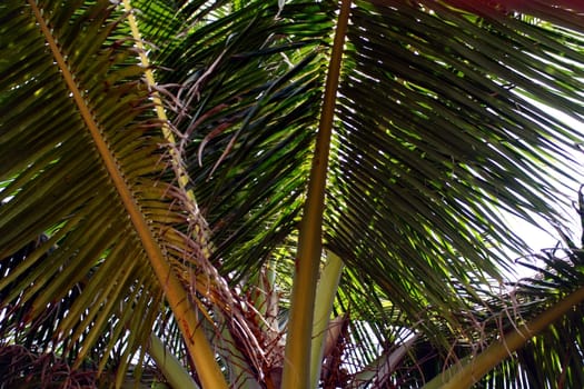 A close up of several palm leaves.