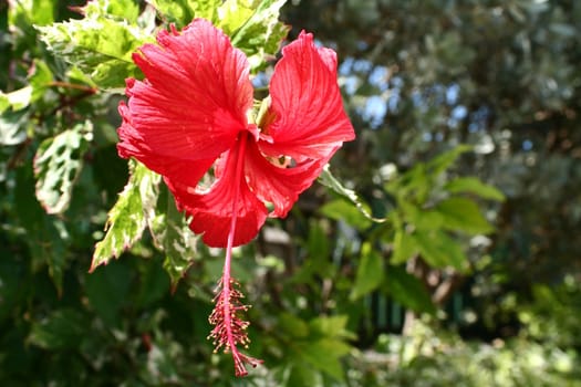 A red tropical flower dangling from a tree.