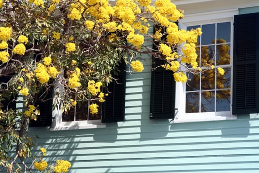 A home in Key West with a yellow flowering tree.