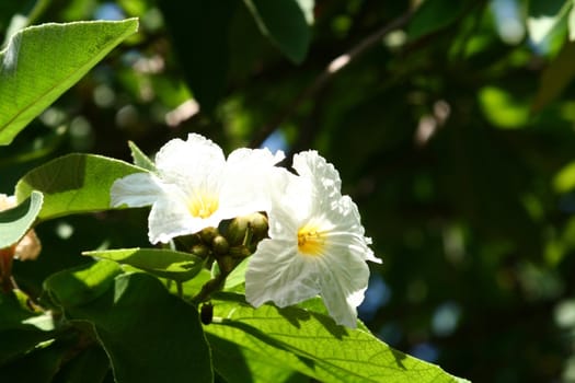 A close up of white tropical flowers in a natural setting.