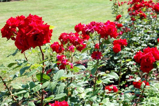 red roses in garden in Prague