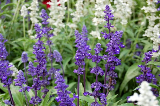 violet flowers in Prague in Czech Republic