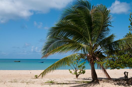 The picture of the corn island view