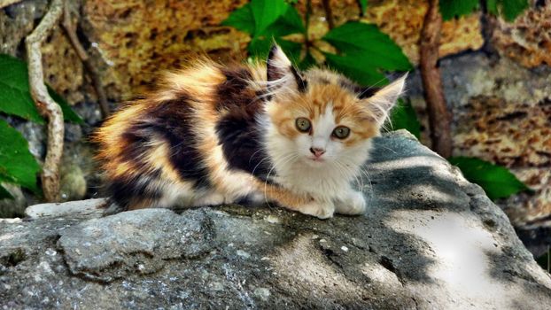 Cat on stone