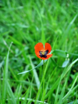 Red flower on a floor in Crimea