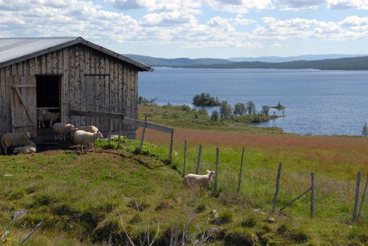The sheep has a barn they can go in and out of to keep out of the rain and the sun. The lake in the background is used by people in small boats, kayaks and canoos.