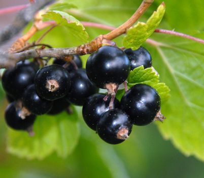 The fall/autumn is here, and the blackcurrants are soon to be picked. They are high in antioxydants, and are avaluable and tasty supplement in the kitchen. Binominal name: Ribes nigrum.