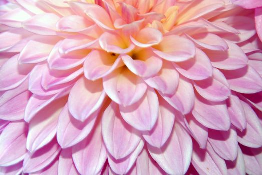 Beautiful flower in different colors. Garden plant. The family name is asteraceae.