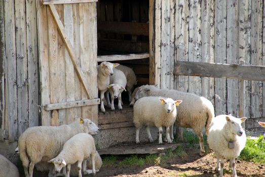 Sheep in and around their summer barn in the Norwegian mountains.