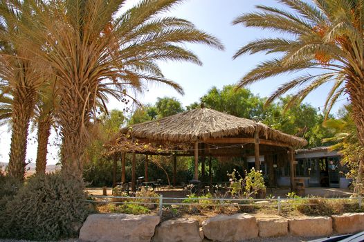 Oasis - coffee shop with palm trees in the middle of the desert