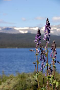 Flyvatnet is in Valdres, with mountains around it. Perfect for biking, driving, hiking and photographing. A beautiful summer day is captured in this photo.