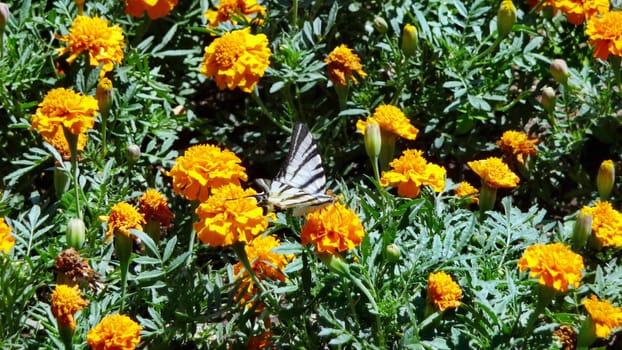 The beautiful butterfly sits on a flower