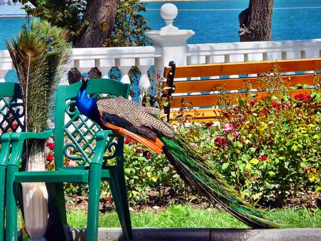 The peacock in seaside parkway in Sevastopol