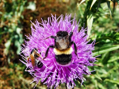 Bumblebee and bee on a flower of a burdock