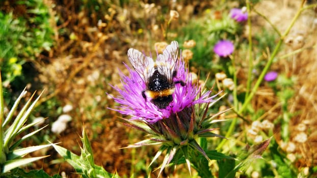 Bumblebee on a flower of a burdock