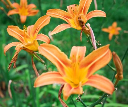 Bright beautiful decorative orange flowers. Photo focus on distant flowers. Shallow DOF