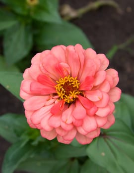 Bright decorative pink flower. Shallow DOF