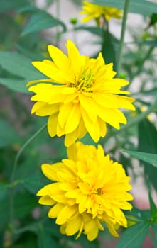 Bright yellow flowers on green background. Shallow DOF. Close-up.