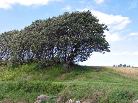 Landscape - Group of lovely trees on a green hill