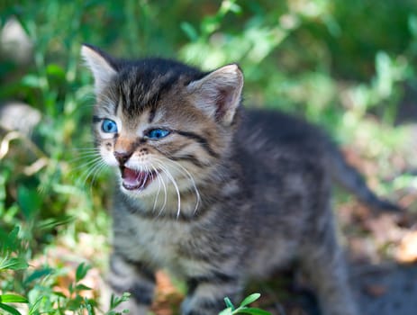 close-up wicked kitten on green grass background