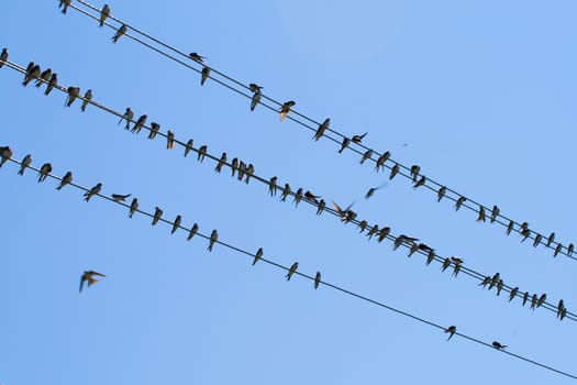 many swallows on wire, over blue sky background