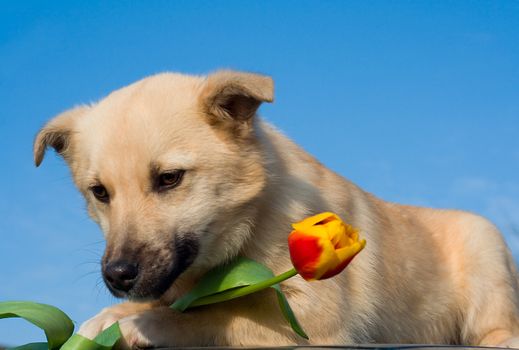 puppy dog  with tulip in forefoots, on blue sky