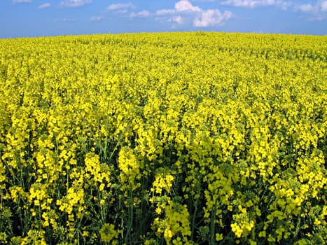 Blooming rape field - background