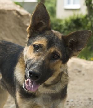 Portrait German Shepherd dog at the garden