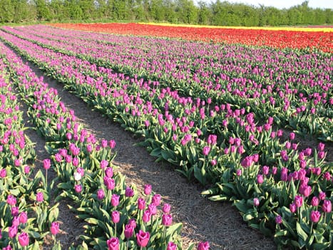 Field of colorful blooming tulip in the spring